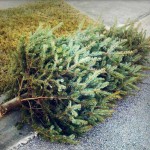 treedisposal