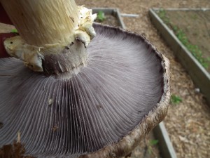 mushroom