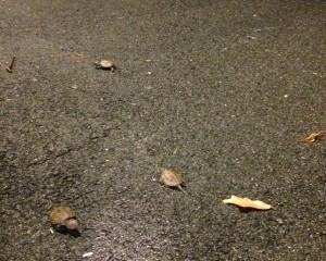 babyturtles