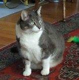 lostcat