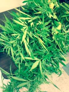 police marijuana seizure