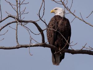 Bald_Eagle-27527-9