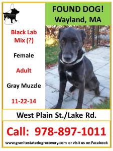 founddog