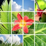 spring collage