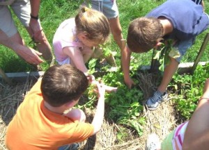 gardening