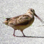 spring woodcock