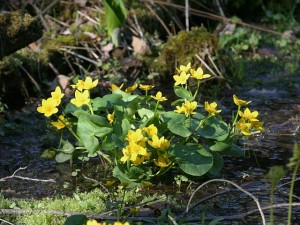 wildflowers