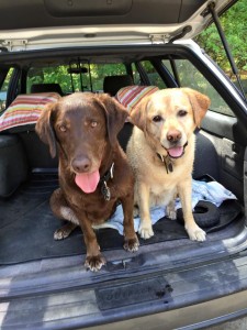 dog hikes