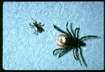 walden tick