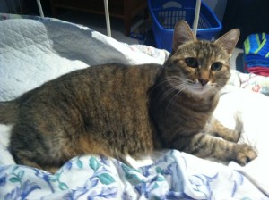 Sheba