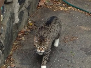 pemberton cat