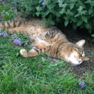 rose hill cat