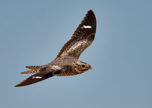 common nighthawk