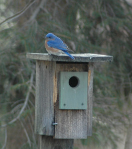Eastern Bluebird_Anne Dykiel