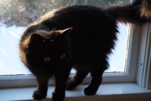 Penelope 1