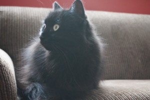 Penelope 2