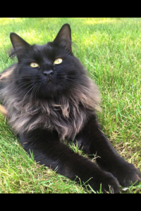 kiya