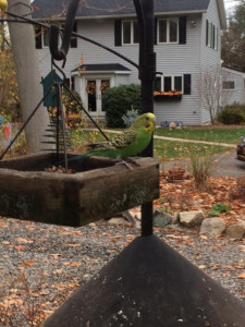 parakeet