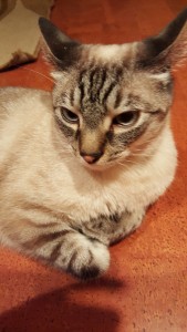 meeko