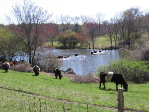 belted_galloways