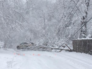 tree on Pemberton