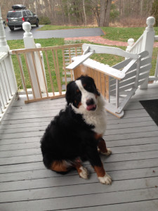 Bernese Mountain Dog