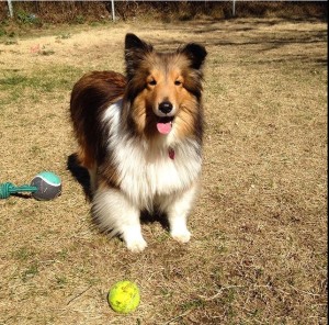 sheltie1