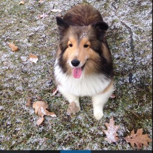 sheltie2