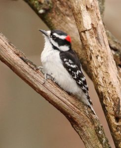 20160408_downywoodpecker_steveforman
