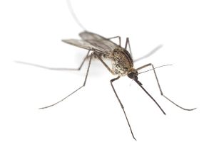 mosquito