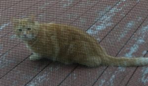 BPR Cat Found