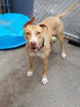 Dog Found