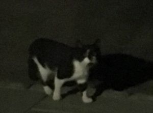 Missing Cat