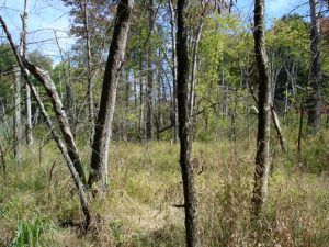 trout-brook-conservation-area