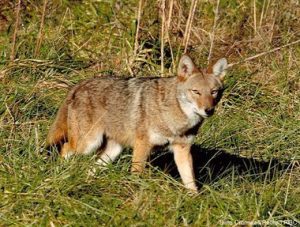coyote-ma