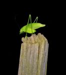rattler round winged katydid