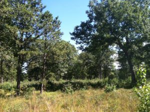 memorial-forest