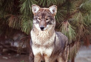 coywolf